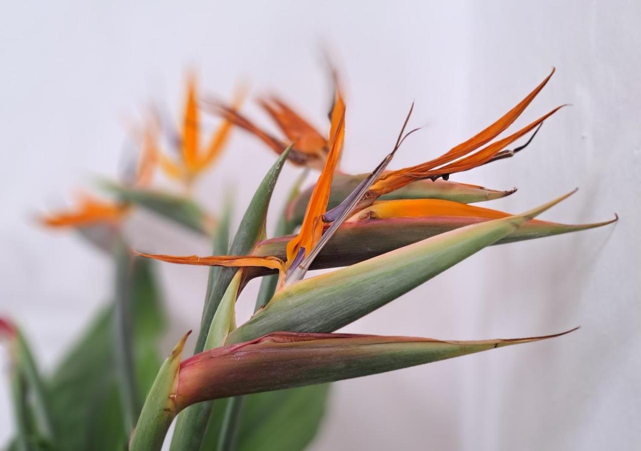 Casa De Las Flores - Hotel Boutique Lanzarote Teguise  Zewnętrze zdjęcie